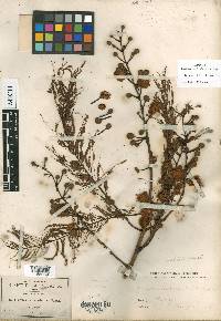 Leucaena esculenta image