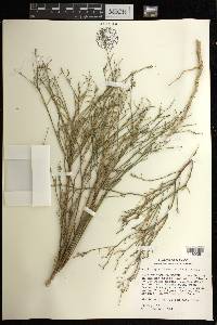 Stillingia linearifolia image