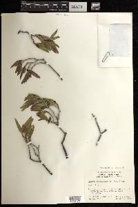 Pleradenophora bilocularis image
