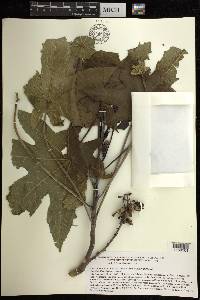 Ricinus communis image