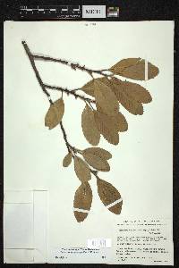 Cercocarpus macrophyllus image
