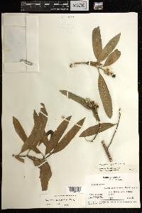 Sapium glandulosum image