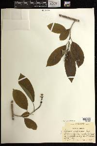 Sapium glandulosum image