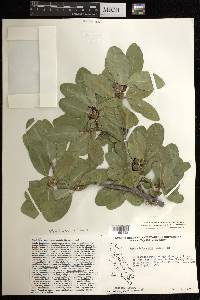 Pleradenophora bilocularis image