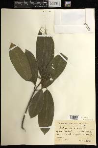 Sapium glandulosum image