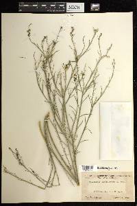 Stillingia linearifolia image