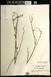 Stillingia linearifolia image