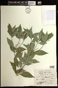 Stillingia acutifolia image