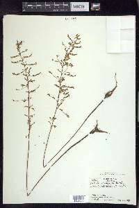 Phyllanthus stipulatus image