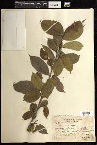 Pleradenophora tuerckheimiana image