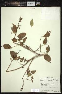 Leucaena macrophylla image