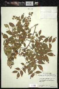 Leucaena macrophylla image