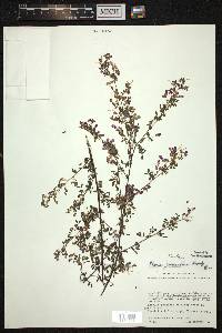 Marina grammadenia image