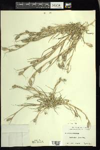 Crypsis schoenoides image