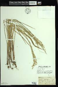 Glyceria canadensis image