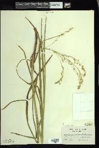 Glyceria canadensis image