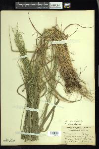 Festuca subverticillata image