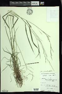 Festuca subverticillata image