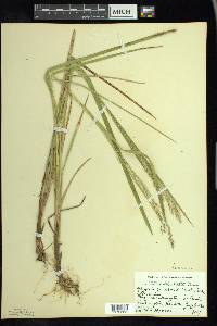 Glyceria canadensis image