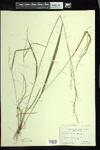 Festuca subverticillata image