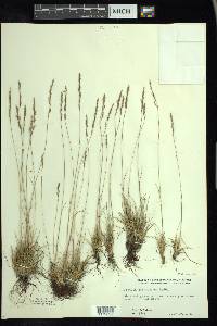 Festuca saximontana image