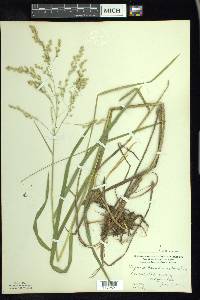 Glyceria canadensis image