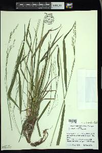 Festuca subverticillata image