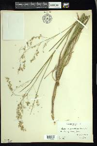 Glyceria canadensis image