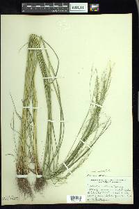 Festuca subverticillata image