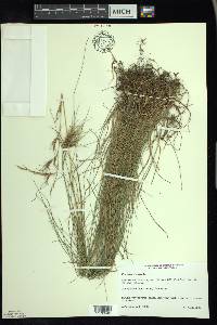 Festuca rubra image