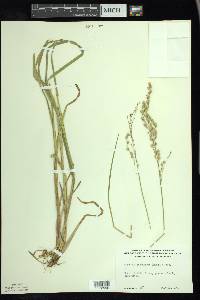 Glyceria canadensis image