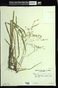 Glyceria canadensis image