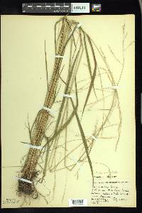 Festuca subverticillata image