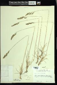 Festuca trachyphylla image