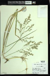 Glyceria canadensis image