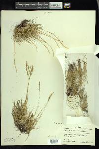 Festuca saximontana image