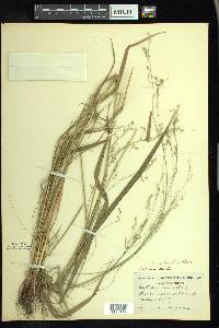 Festuca subverticillata image