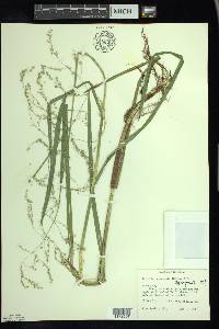 Glyceria canadensis image