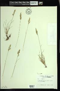 Festuca trachyphylla image