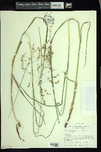 Glyceria canadensis image