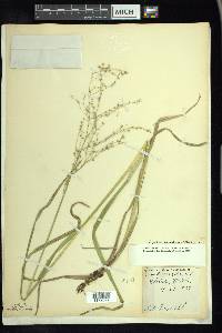 Glyceria canadensis image