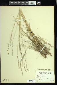 Festuca saximontana image