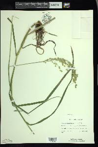 Glyceria canadensis image