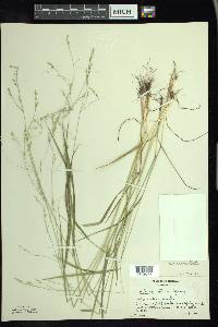 Festuca subverticillata image