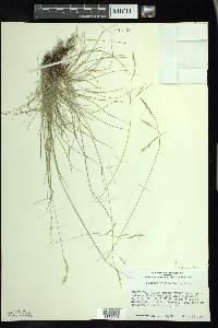 Festuca occidentalis image