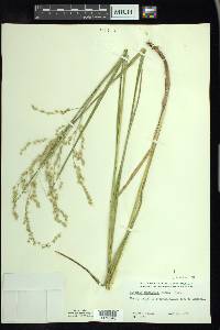 Glyceria canadensis image