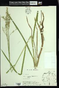 Glyceria canadensis image