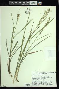 Glyceria canadensis image