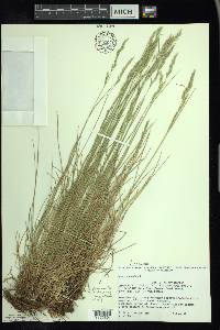 Festuca rubra image