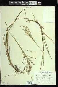 Glyceria canadensis image